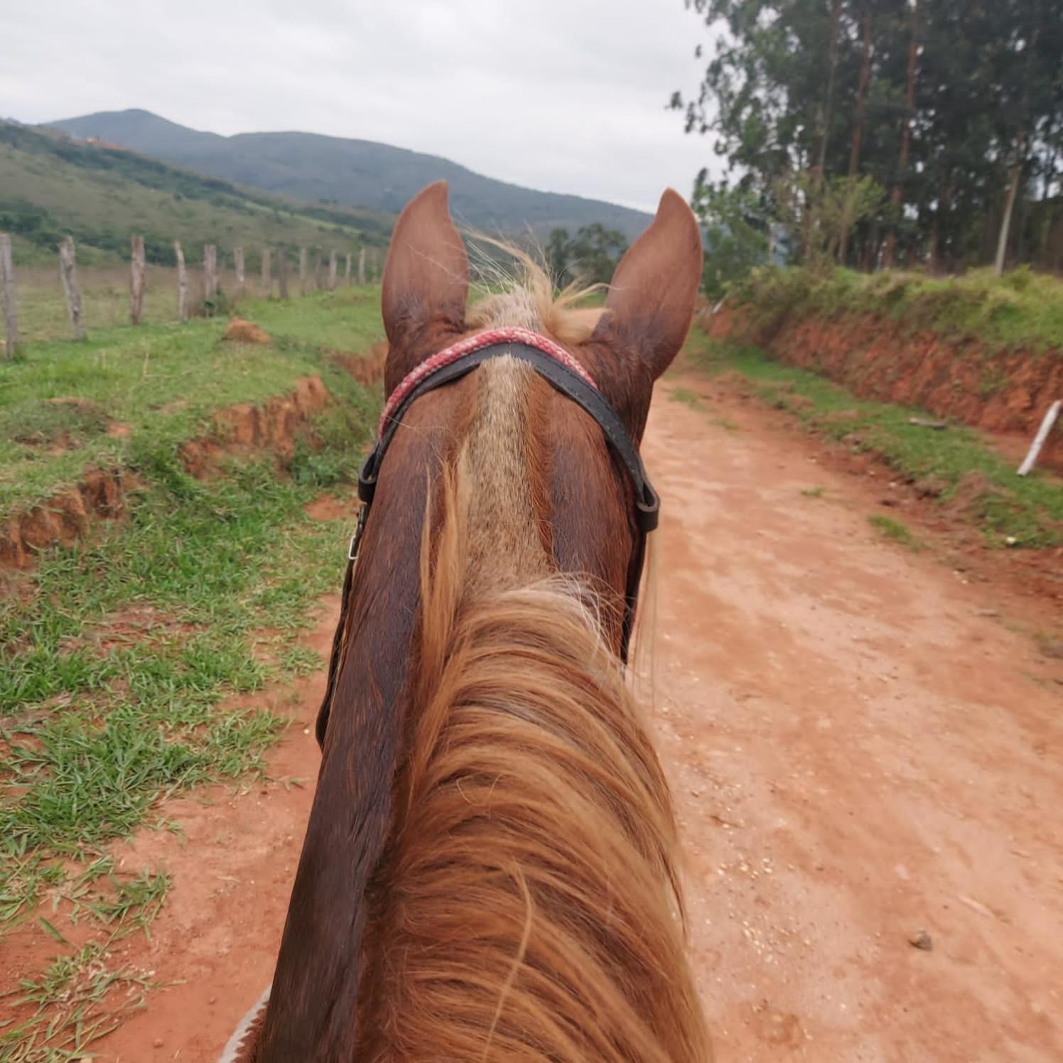 Отель Fazenda Do Engenho Santa Rita do Rio Abaixo Экстерьер фото