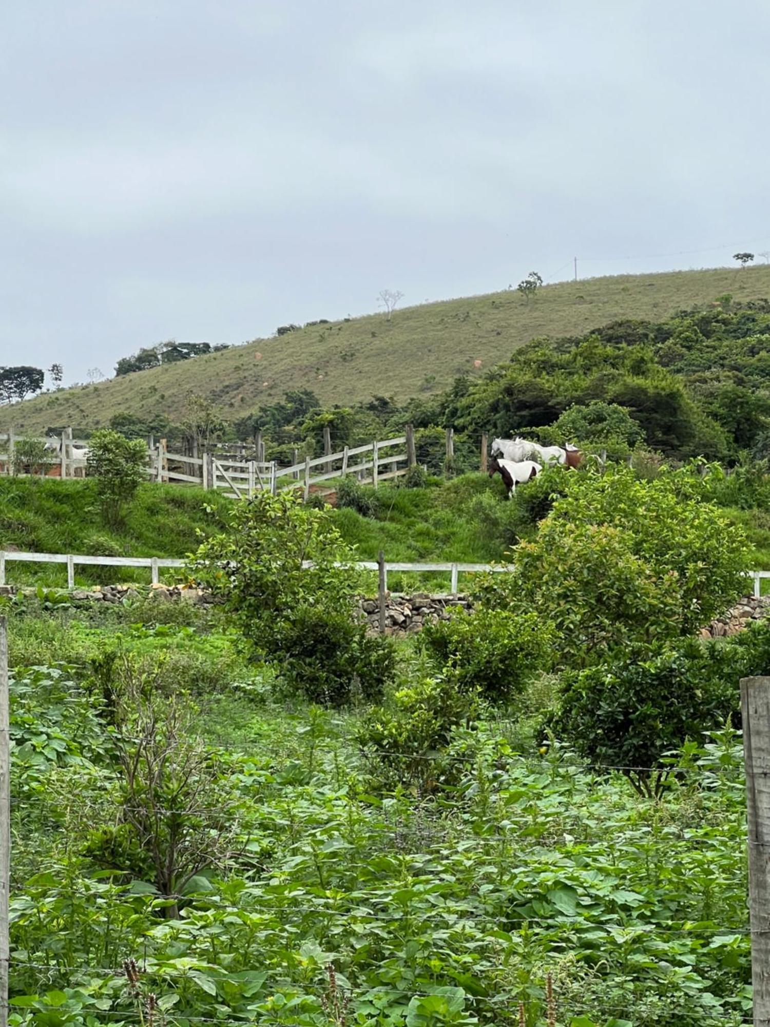 Отель Fazenda Do Engenho Santa Rita do Rio Abaixo Экстерьер фото