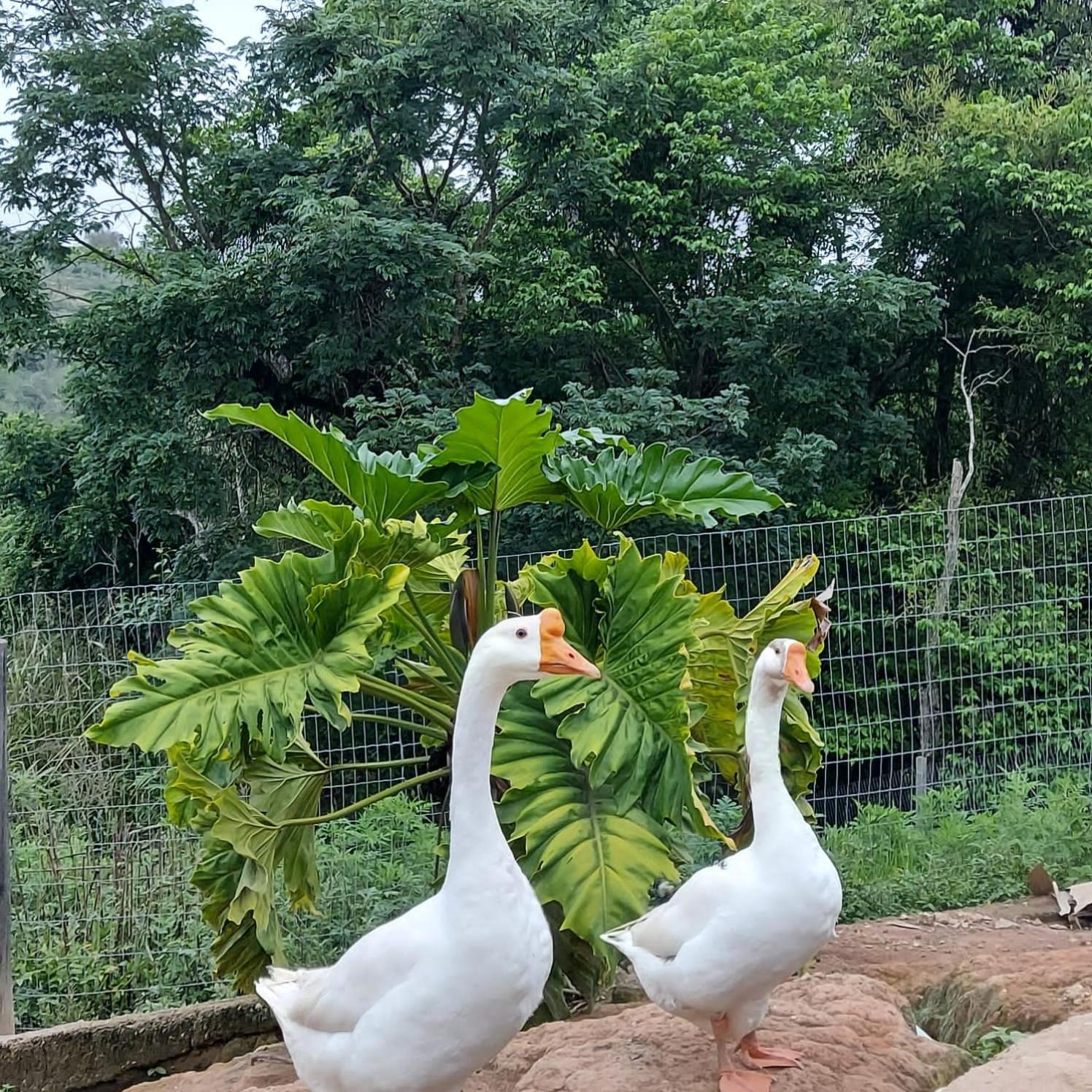 Отель Fazenda Do Engenho Santa Rita do Rio Abaixo Экстерьер фото