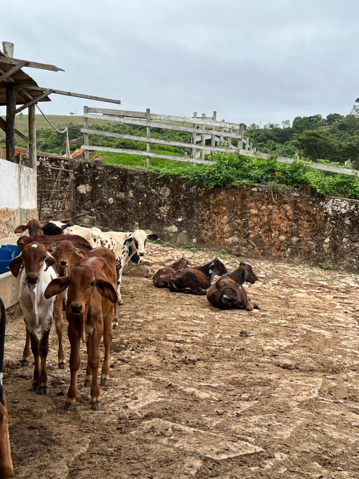 Отель Fazenda Do Engenho Santa Rita do Rio Abaixo Экстерьер фото