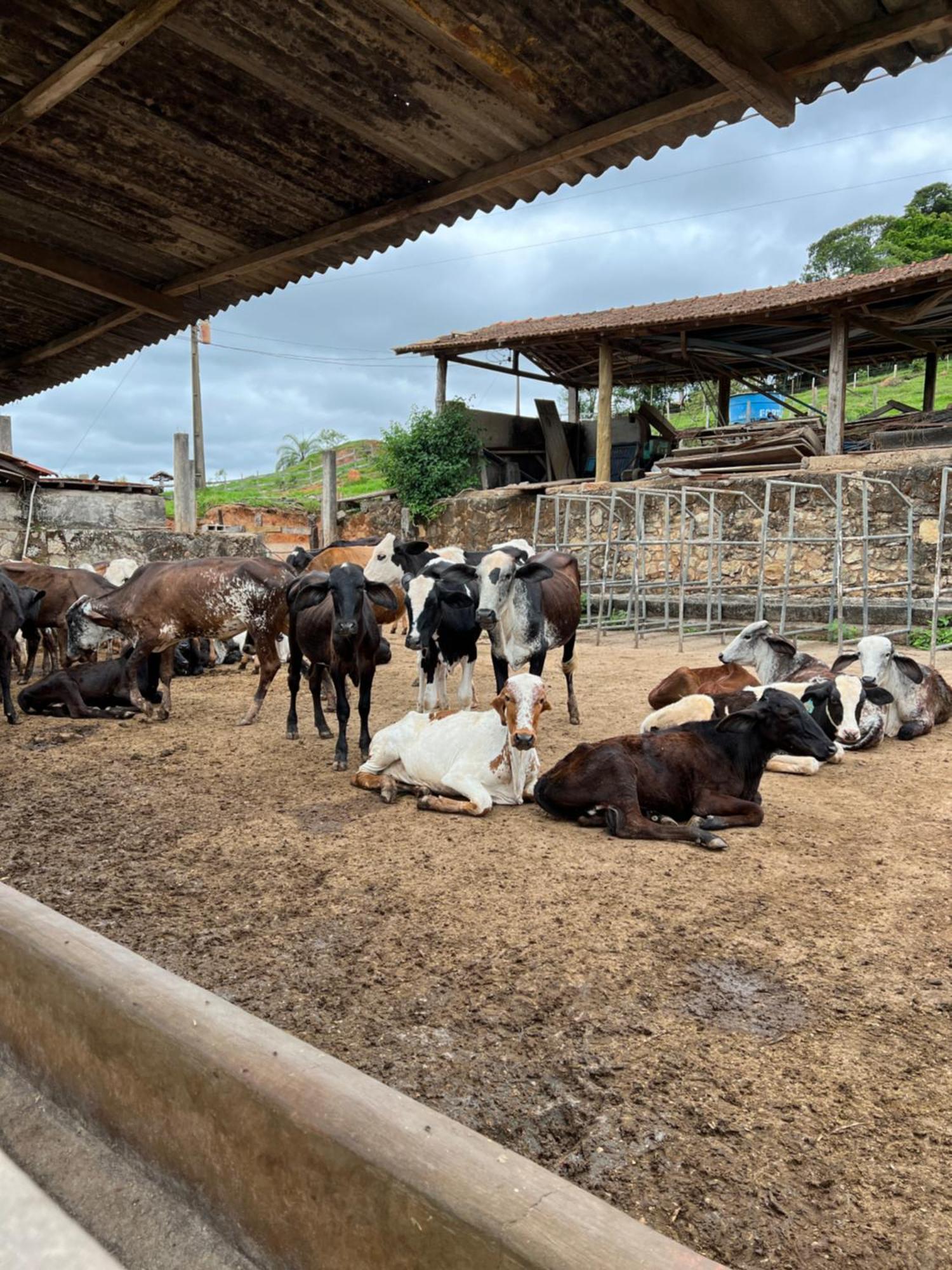 Отель Fazenda Do Engenho Santa Rita do Rio Abaixo Экстерьер фото