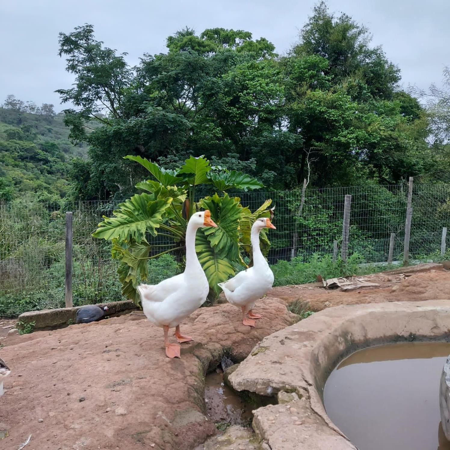 Отель Fazenda Do Engenho Santa Rita do Rio Abaixo Экстерьер фото
