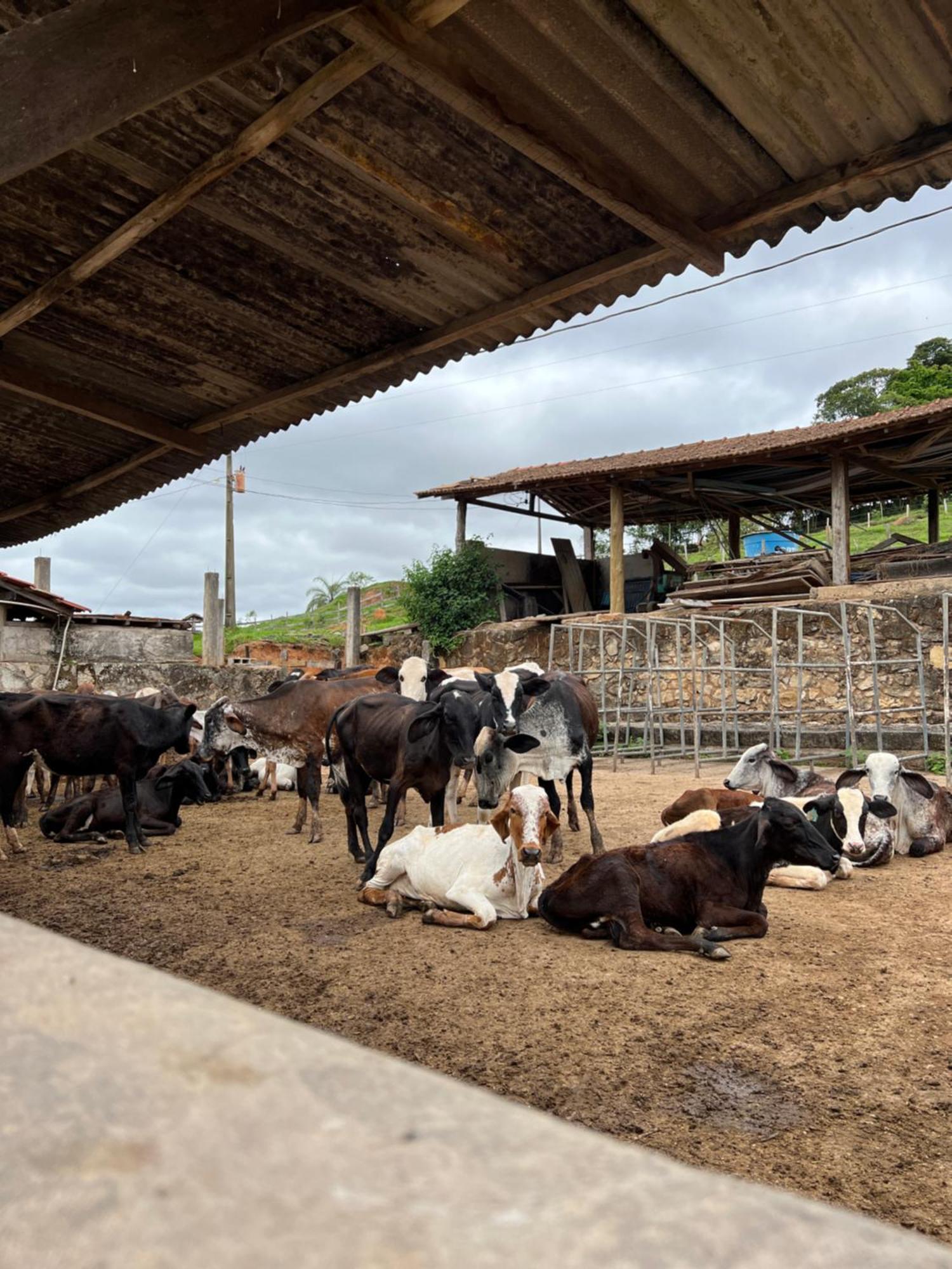 Отель Fazenda Do Engenho Santa Rita do Rio Abaixo Экстерьер фото